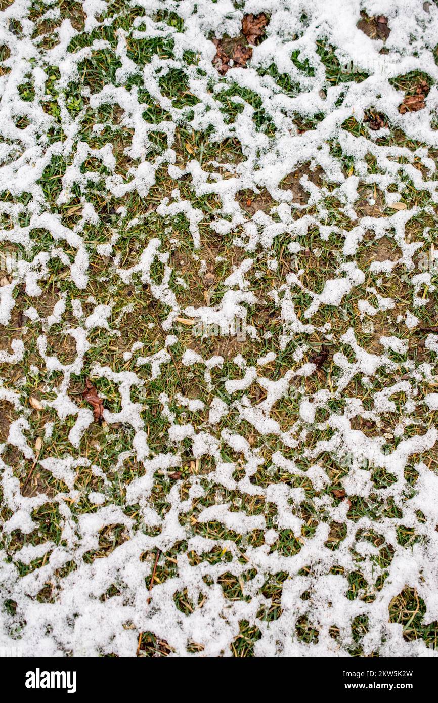 Couche de neige blanche sur l'herbe dans le jardin d'hiver Banque D'Images