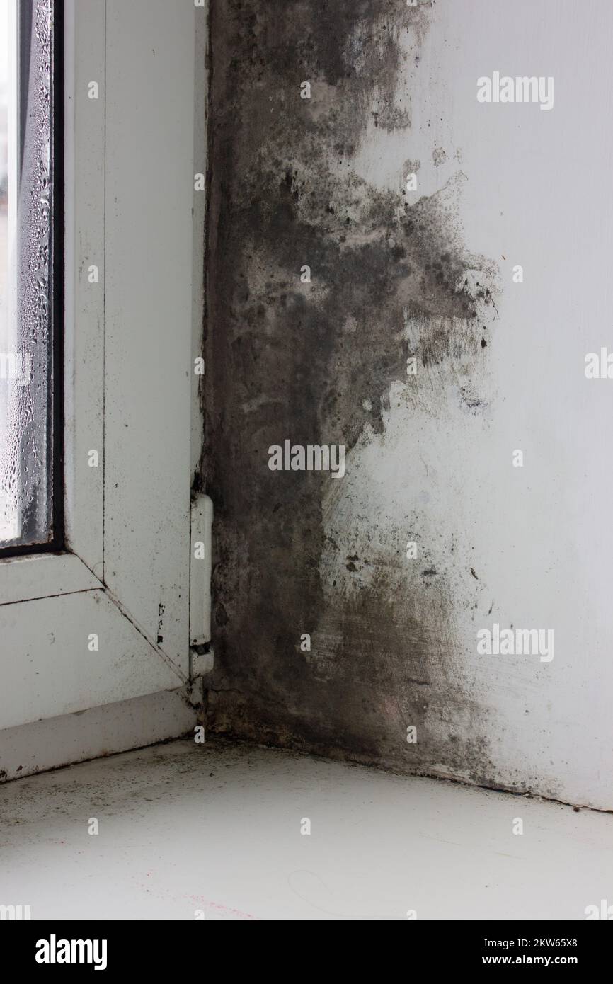 Moisissure noire et champignon sur le mur près de la fenêtre. Le problème de la ventilation, de l'humidité, du froid dans l'appartement. Banque D'Images