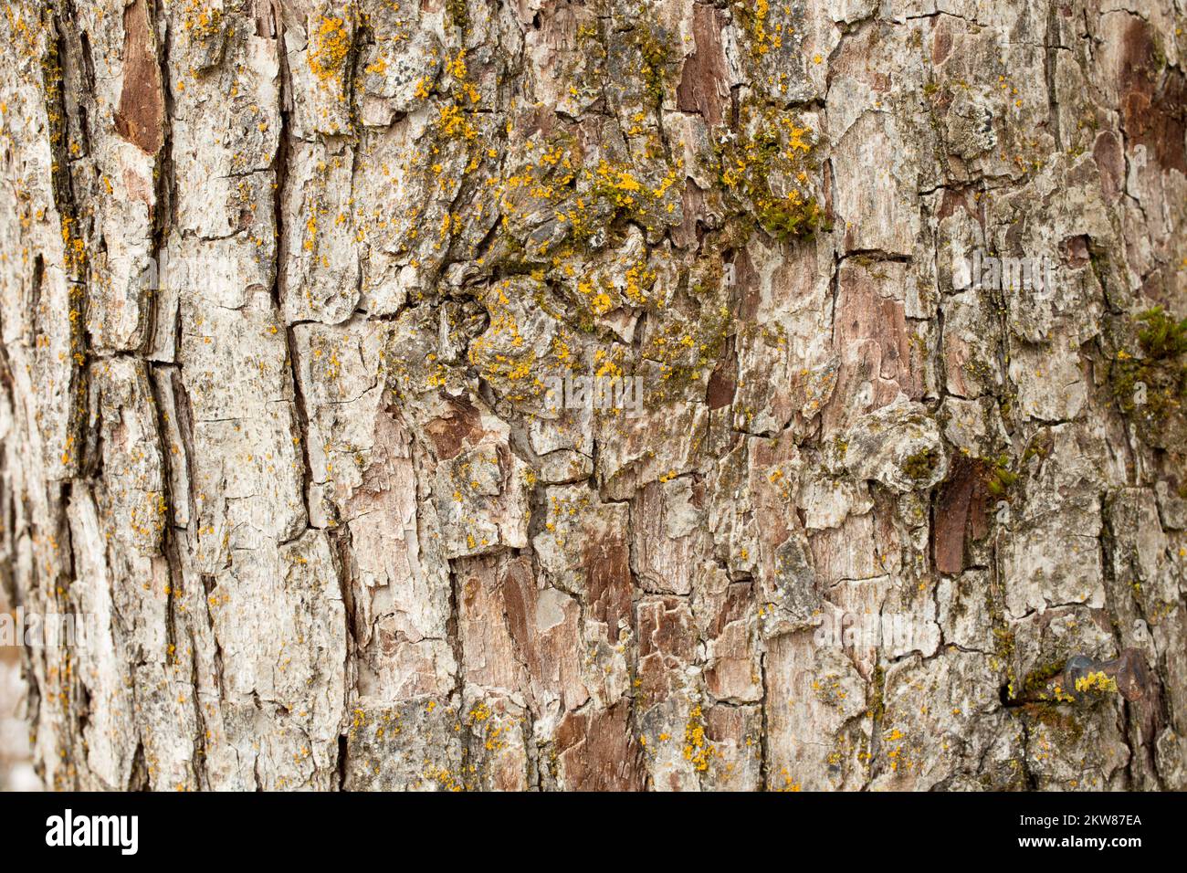 Détail de l'écorce sur un poirier, Pyrus communis, à Troy, Montana. Banque D'Images