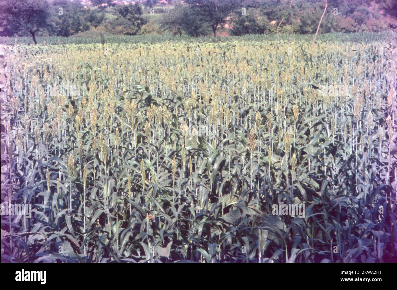 Jowar est communément appelé par divers noms dans l'Inde- jwaarie, jowar, jola, ou jondhalaa et est utilisé pour faire bhakri, jowar roti, ou jolada rotti. Son nom anglais Sorghum, vient de la famille à laquelle il appartient, Sorghum vulgare. Largement cultivé en Asie et en Afrique, le jowar est une source de nutrition de base dans les zones arides, et il n'a pas besoin de soins particuliers pour grandir. Il existe 30 variétés de sorgho, dont une seule est utilisée pour la consommation humaine. C'est la céréale la plus importante du monde en 5th. Banque D'Images