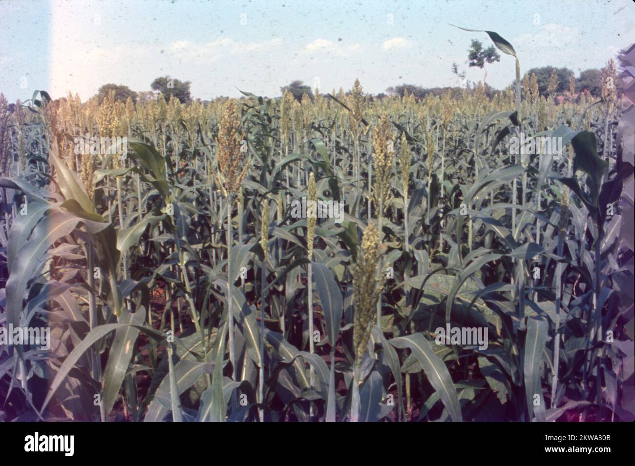 Jowar est communément appelé par divers noms dans l'Inde- jwaarie, jowar, jola, ou jondhalaa et est utilisé pour faire bhakri, jowar roti, ou jolada rotti. Son nom anglais Sorghum, vient de la famille à laquelle il appartient, Sorghum vulgare. Largement cultivé en Asie et en Afrique, le jowar est une source de nutrition de base dans les zones arides, et il n'a pas besoin de soins particuliers pour grandir. Il existe 30 variétés de sorgho, dont une seule est utilisée pour la consommation humaine. C'est la céréale la plus importante du monde en 5th. Banque D'Images