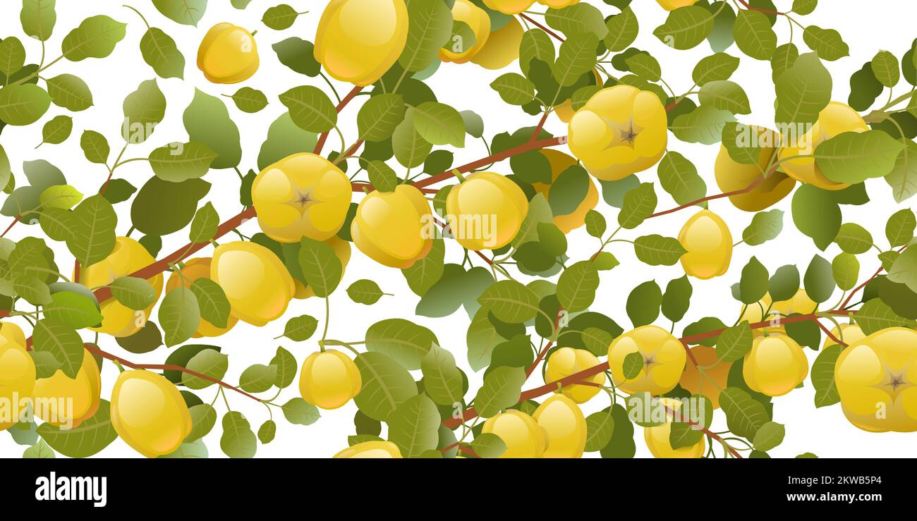 Branches de coing surcultivé avec des fruits mûrs. Plante de jardin avec récolte comestible. Composition de motifs sans couture. Branche avec feuillage et feuilles. Isolé Illustration de Vecteur
