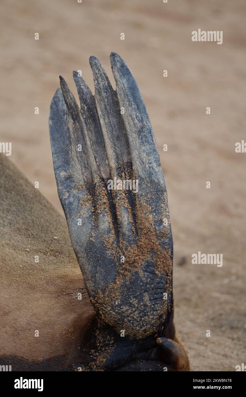 cape cross Seal Finn foot Reserve Namibie Afrique Banque D'Images