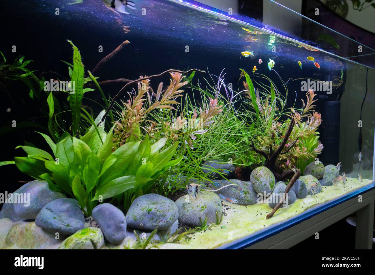 Maison intérieure poisson Aqurium Banque D'Images