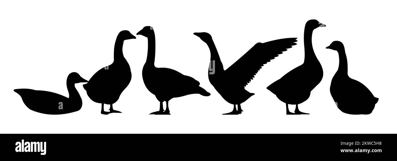 Ensemble d'objets Oies. Silhouette de paysage. Oiseau agricole. Objet isolé sur fond blanc. Vecteur. Illustration de Vecteur