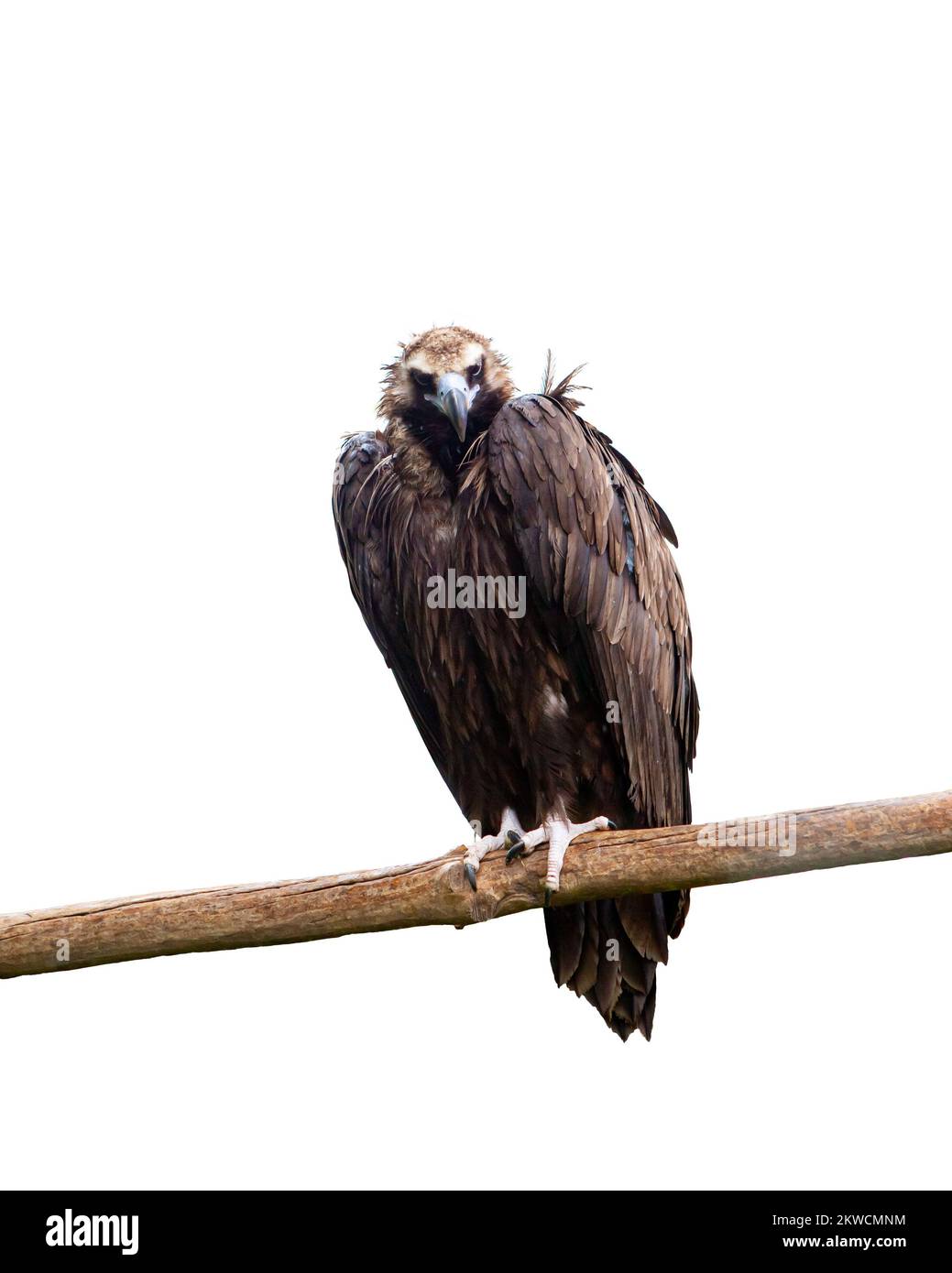 Image d'aigle assis sur la branche et regardant attentivement isolé sur fond blanc. Protection de la faune Banque D'Images