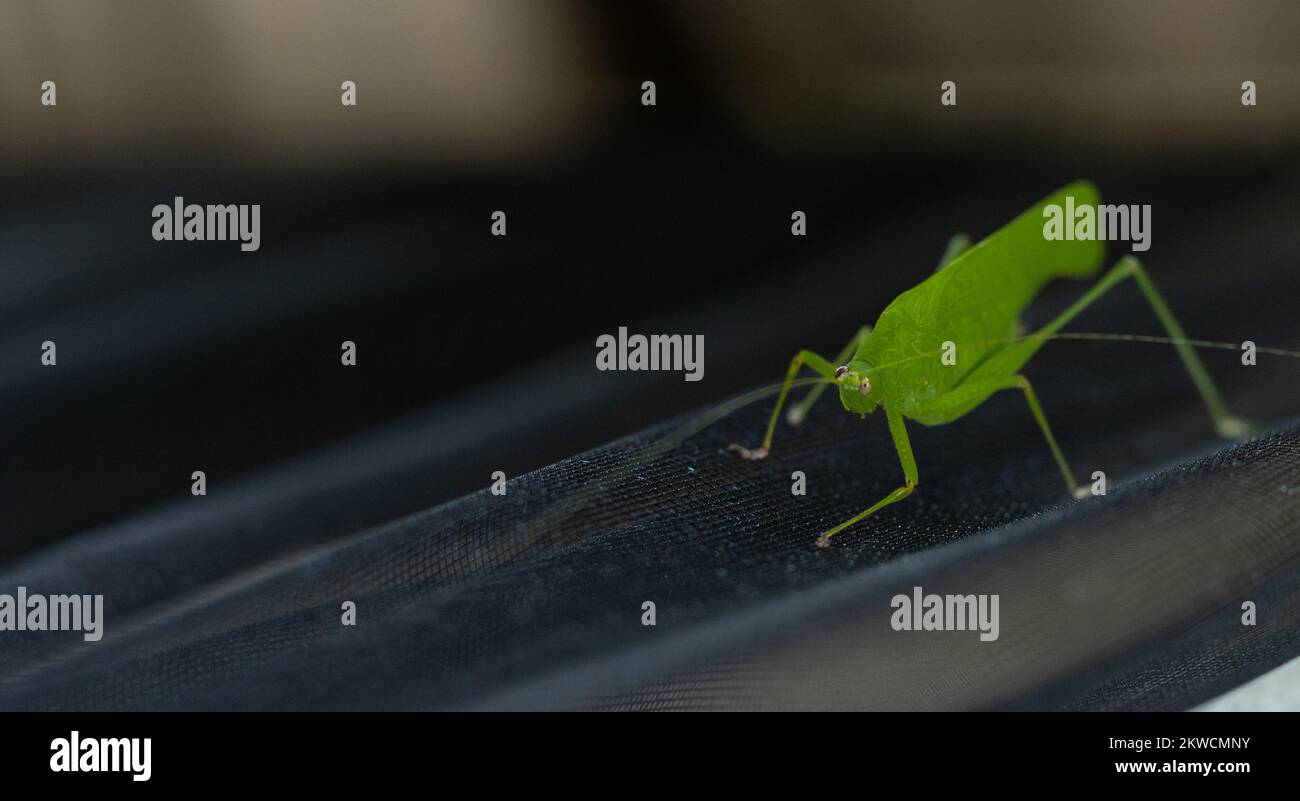 Trémie à herbe avec œilleton endommagé, demi-aveugle, prothèse d'insecte Banque D'Images