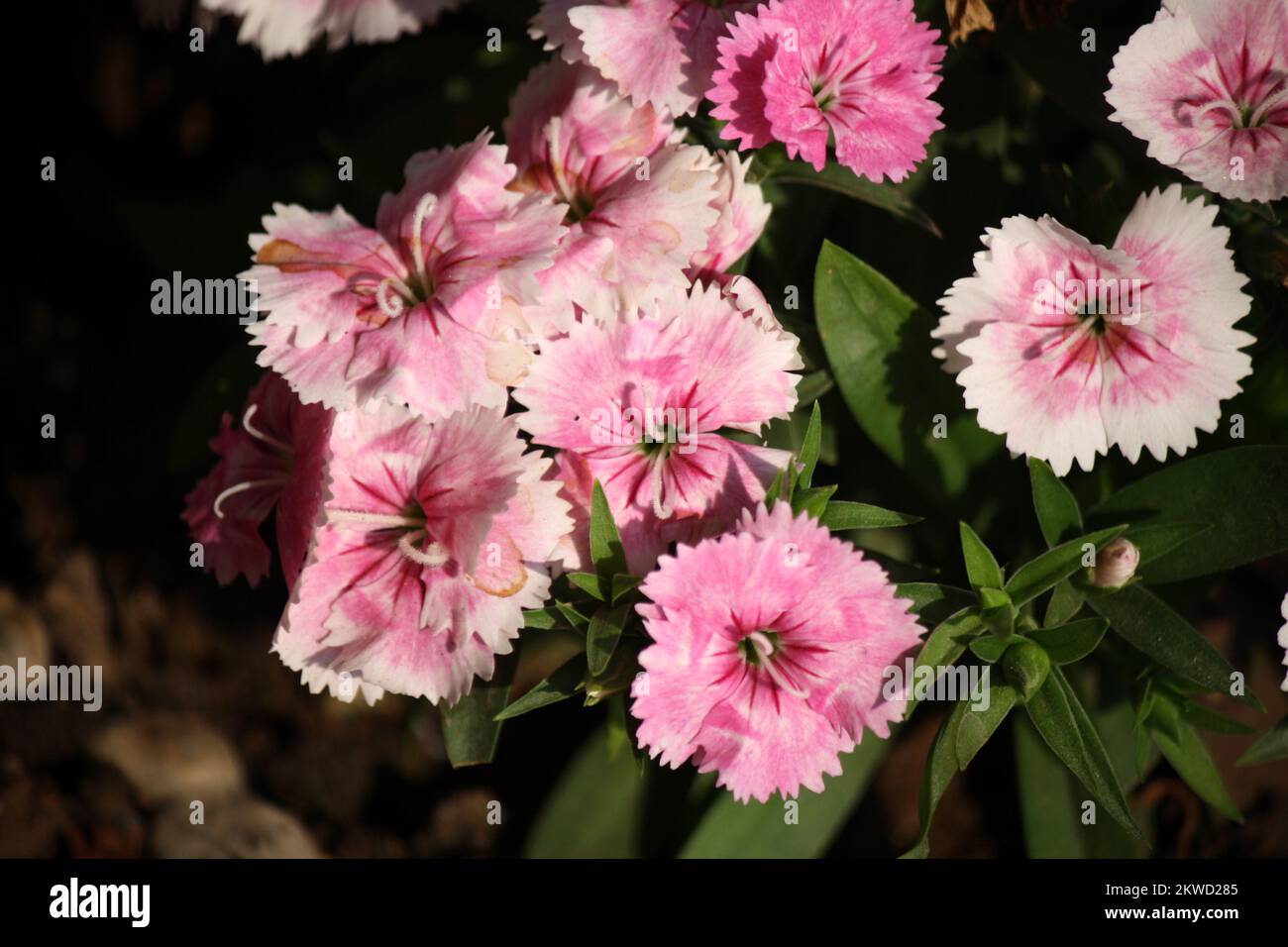 Jardin fleurs roses (Dianthus pludarius) avec feuilles vertes : (pix SShukla) Banque D'Images