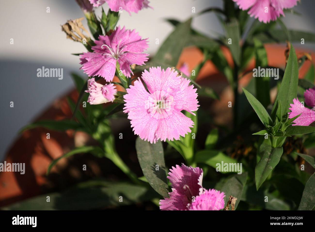 Jardin fleurs roses (Dianthus pludarius) avec feuilles vertes : (pix SShukla) Banque D'Images