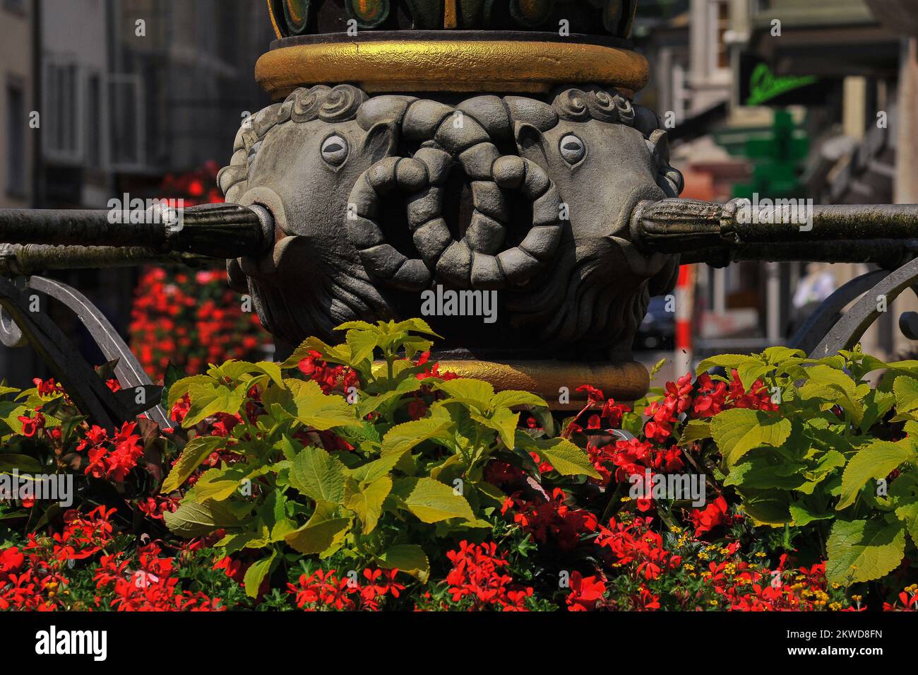 Quatre têtes de bélier sculptées avec des cornes de boucles entrelacées fournissent de l'eau potable à travers des tuyaux de leurs bouches sur le Landsknechtbrunnen (Fontaine du mercenaire) à Fronwagplatz, dans la vieille ville de Schaffhausen, au nord de la Suisse. Les béliers noirs sont les symboles héraldiques de la ville et du canton de Schaffhausen. Banque D'Images