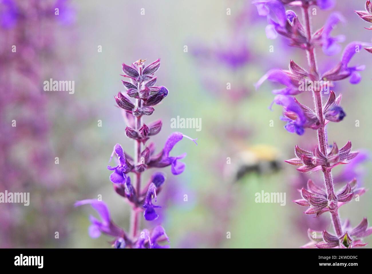 Fleur en bois gros plan. Salvia nemorosa. Banque D'Images