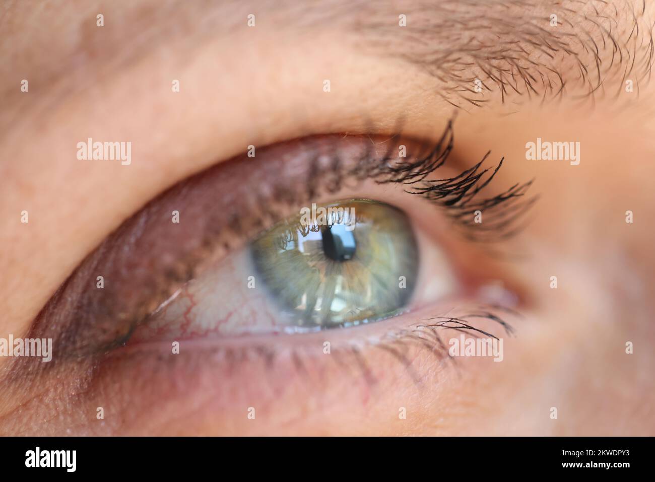 Iris vert avec réflexion, faible profondeur de champ. Banque D'Images