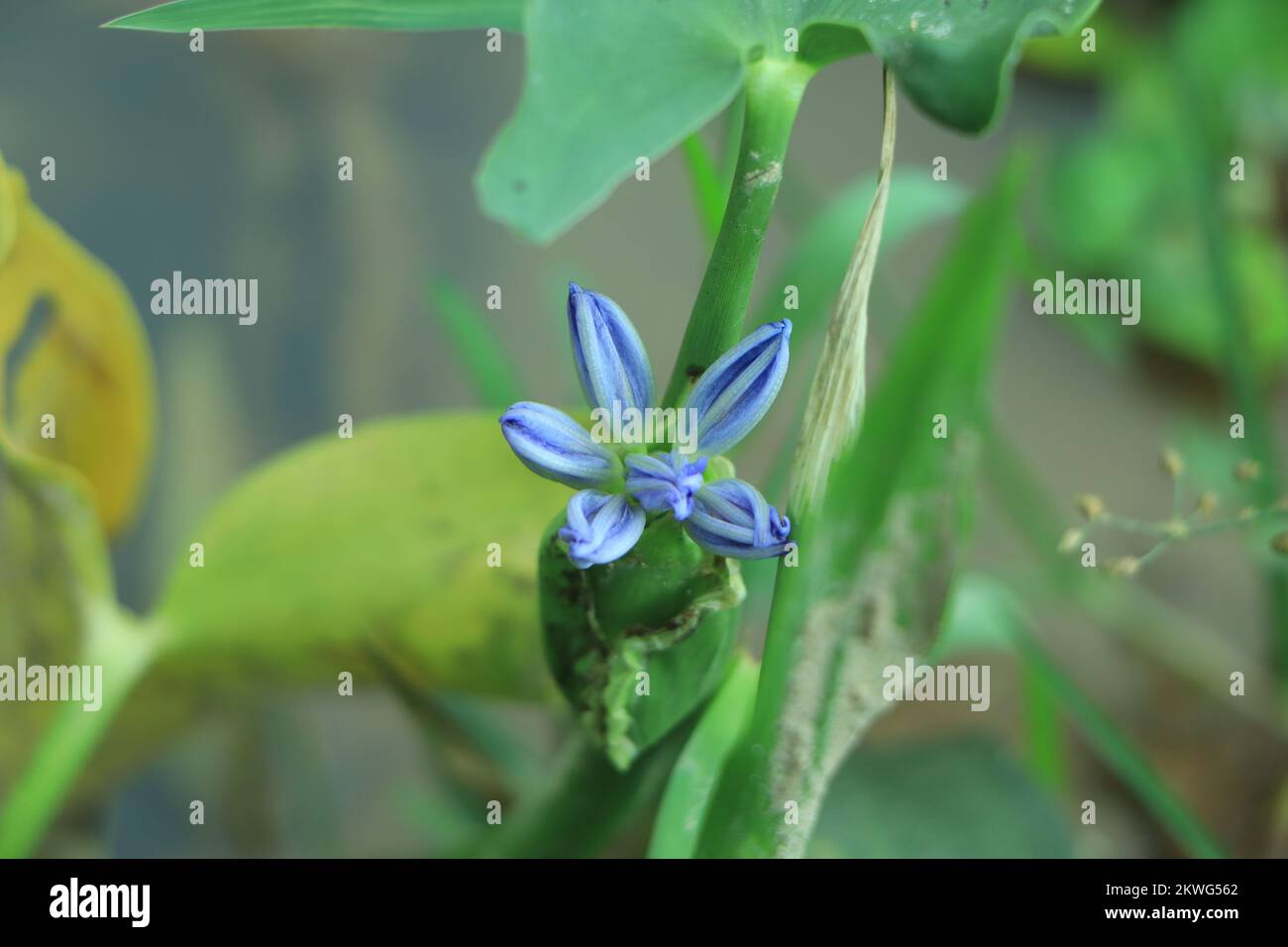 Agapanthus, ou Lily of the Nile. Le Queensland, Australie. Close up. Banque D'Images