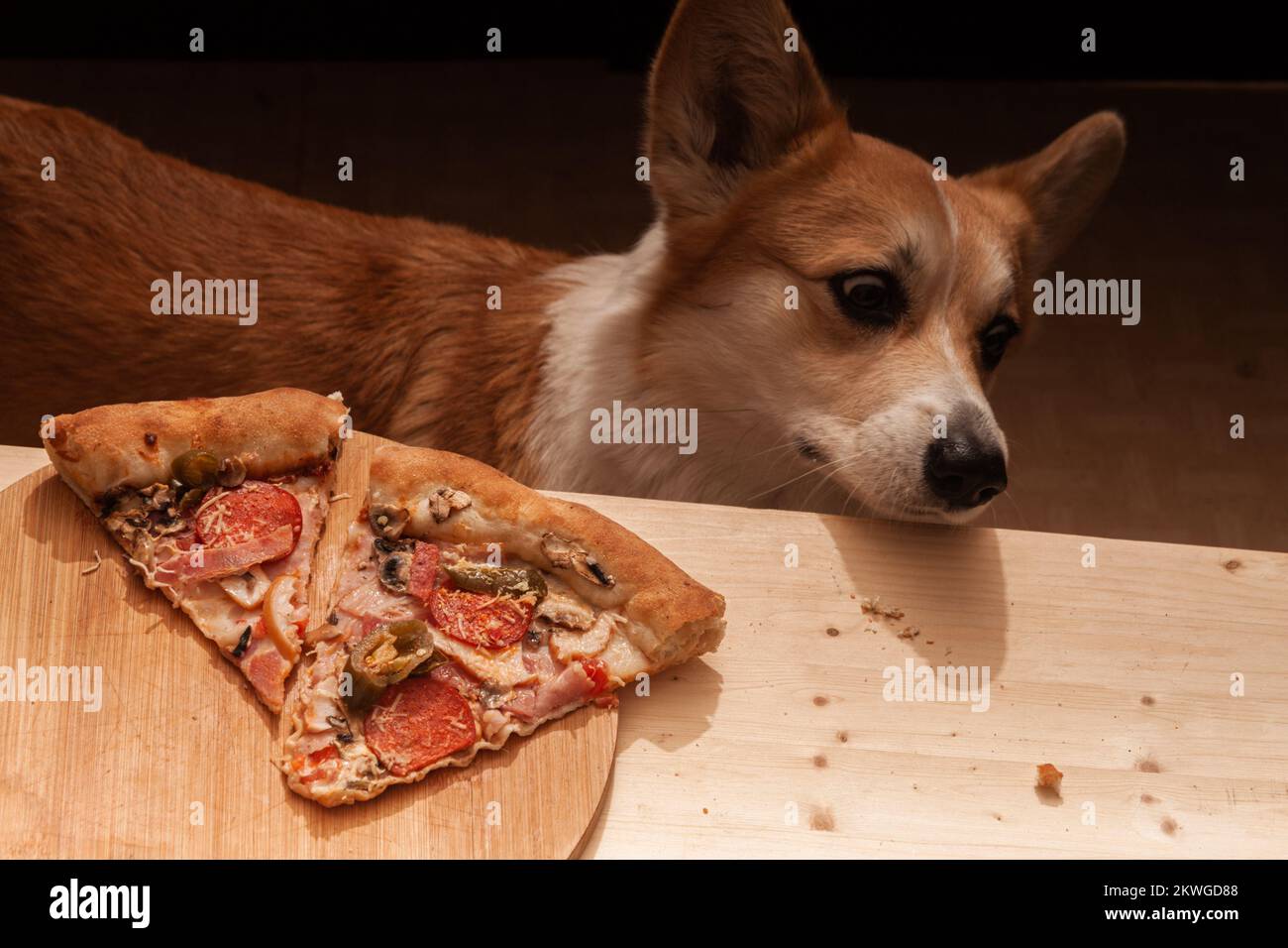 Un mignon Pembroke Corgi veut manger une tranche de pizza de la table. Vie de chien. Banque D'Images