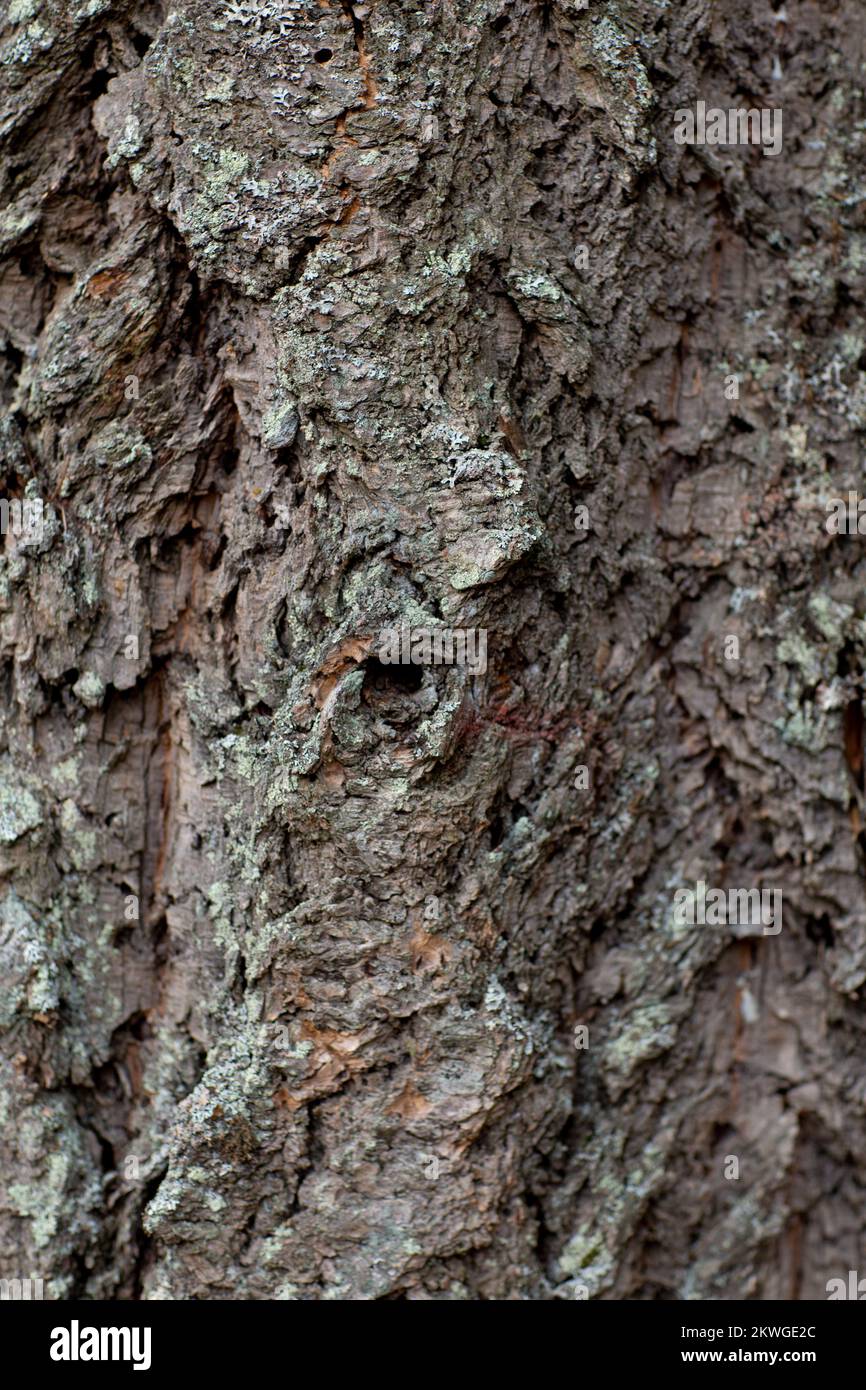 Douglas taxifolié des Rocheuses (Pseudotsuga menziesii var.. glauca) écorce. Troy, Montan, États-Unis. Royaume vertical: Clade Plantae: Trachéophyt Banque D'Images