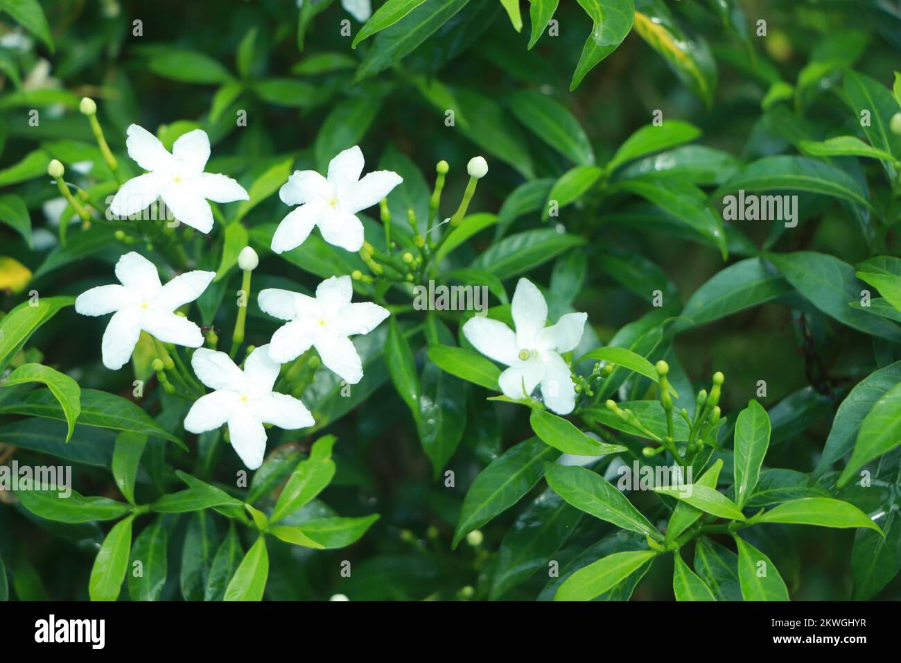 Jasminum sambac (jasmin arabe ou jasmin Sambac) est une espèce de jasmin  originaire d'Asie tropicale, du sous-continent indien à l'Asie du Sud-est  Photo Stock - Alamy