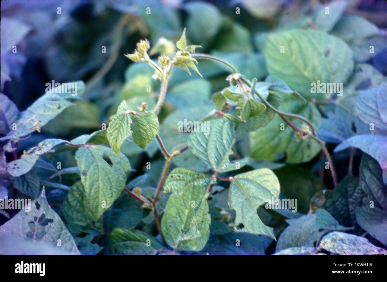 Ricinus communis, la plante de ricin ou d'huile de ricin, est une ...