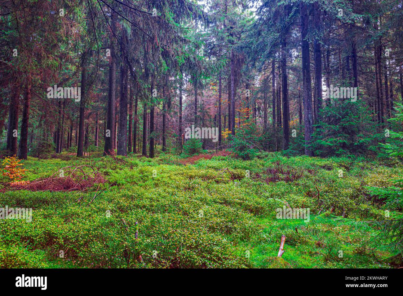 forêt verte brumeuse le matin Banque D'Images