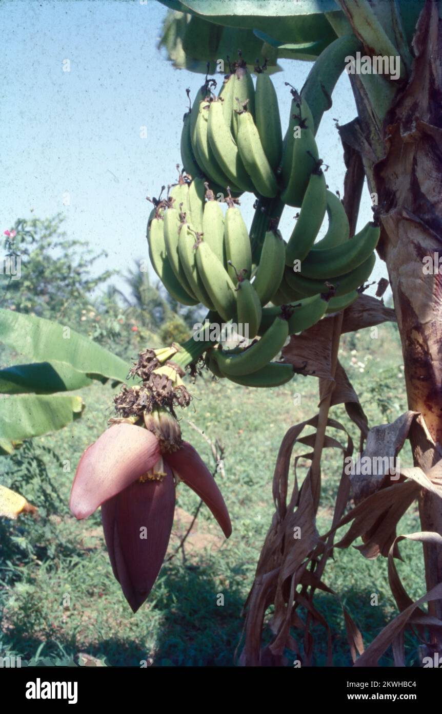 Une plantation de bananes est une installation agricole commerciale que l'on trouve dans les climats tropicaux où l'on cultive des bananes. Banane (Musa sp.) Est la deuxième culture fruitière la plus importante en Inde après la mangue. Sa disponibilité toute l'année, son prix abordable, sa gamme variétale, son goût, sa nourriture. Fruit du genre Musa, de la famille des Musaceae, une des cultures fruitières les plus importantes du monde. Inde Banque D'Images