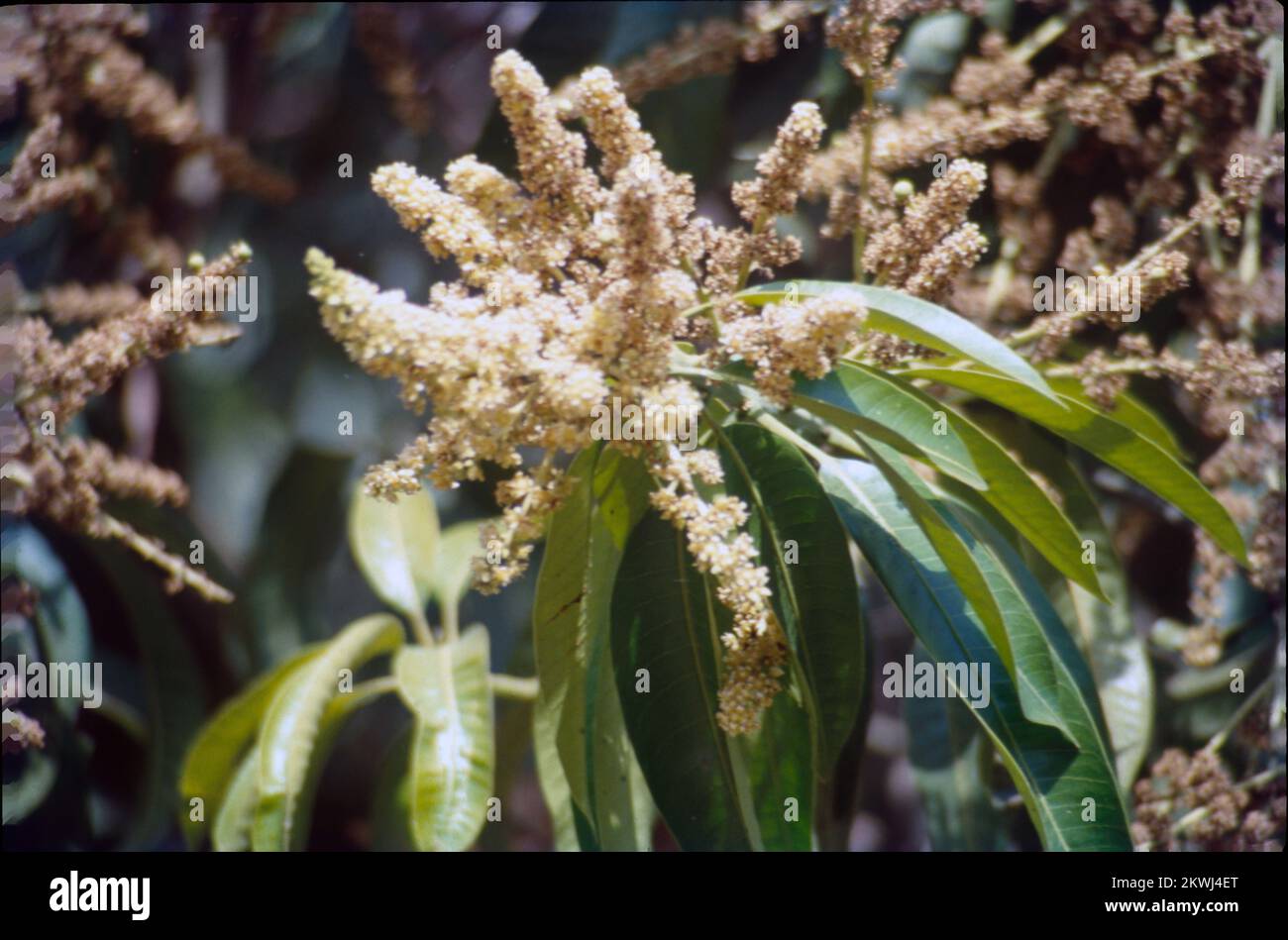 Mangifera indica, communément appelée mangue, est une espèce de plante à fleurs de la famille des Anacardiaceae. C'est un grand arbre fruitier, capable de pousser jusqu'à une hauteur de 30 mètres. Il existe deux populations génétiques distinctes chez les mangues modernes : le « type indien » et le « type asiatique du Sud-est ». Les grandes feuilles d'un manguier sont coriaces, de 5 à 16 pouces de longueur, et restent sur l'arbre pendant un an ou plus. Les fleurs sont produites en panicules terminales ou en grappes de 4 à 16 pouces de long. Chaque fleur est petite avec des pétales blancs et un arôme doux et doux. Inde Banque D'Images