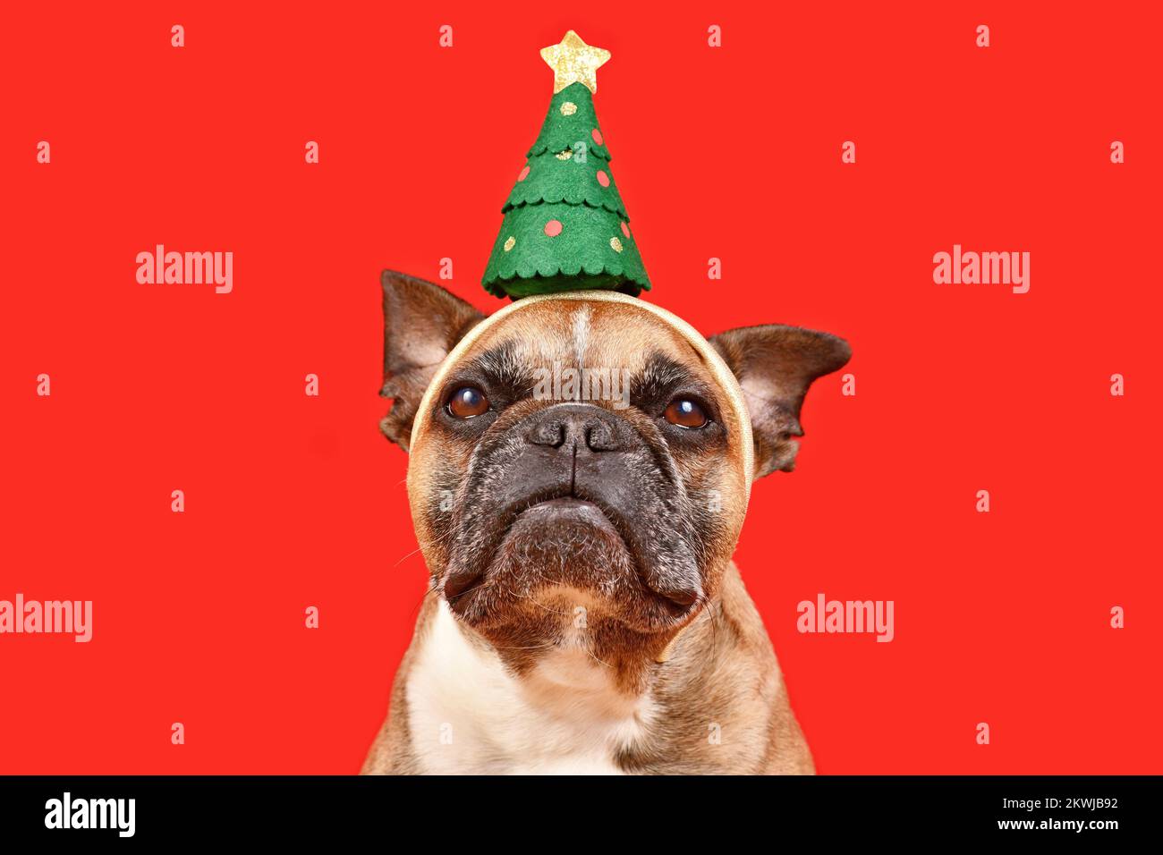 Adorable chien Bulldog français portant un bandeau d'arbre de Noël sur fond rouge Banque D'Images