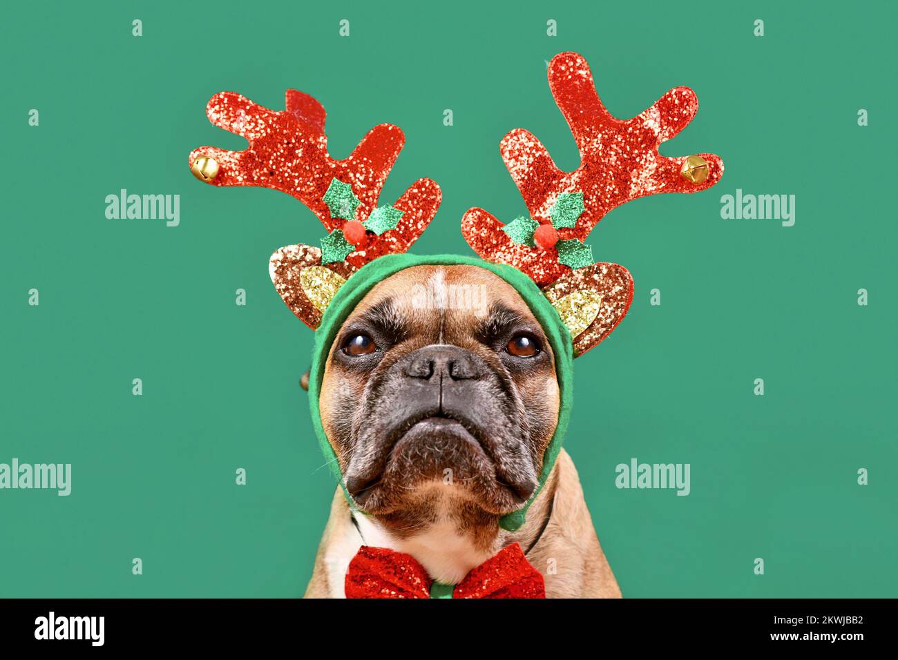 Chien Bulldog français portant un bandeau de renne de Noël sur fond vert Banque D'Images