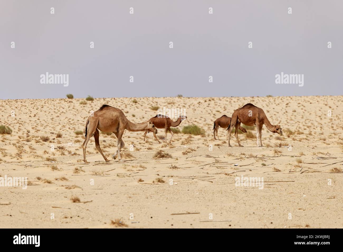 Un groupe de chameaux dans le désert. Animaux sauvages dans leur habitat naturel. Paysages sauvages et arides. Voyage et tourisme destination dans le désert. Banque D'Images