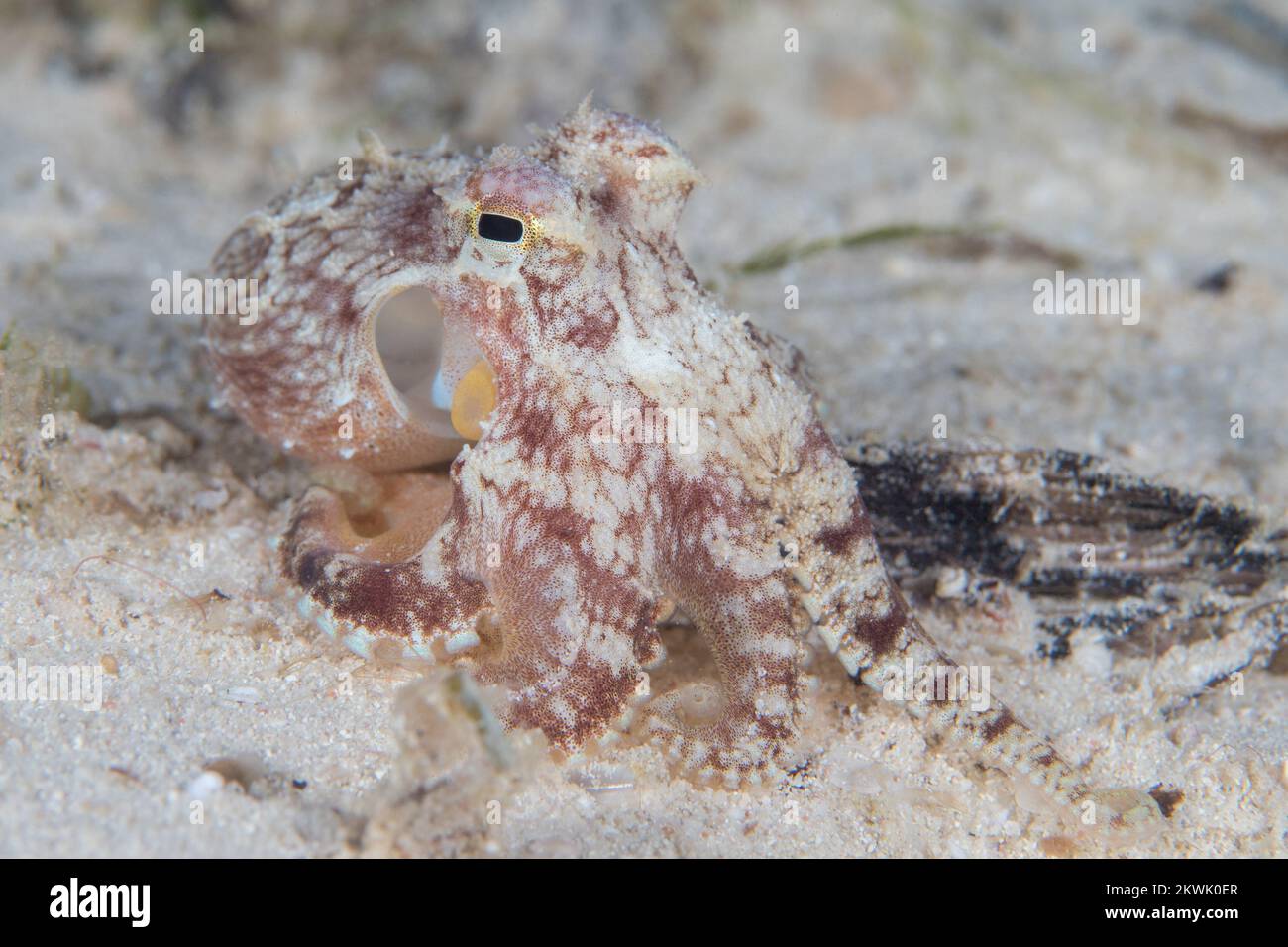 Camouflage d'Octopus - Octopus changeant sa forme, sa texture et sa couleur pour se fondre et se cacher dans son environnement Banque D'Images