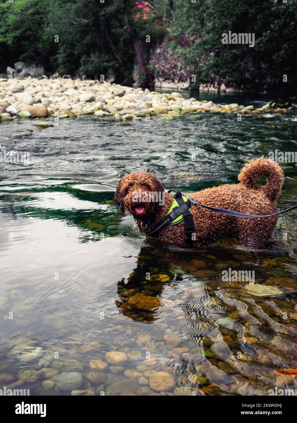 Chien d'eau espagnol, de couleur marron, se rafraîchit de la chaleur estivale dans une rivière de Cantabrie Banque D'Images