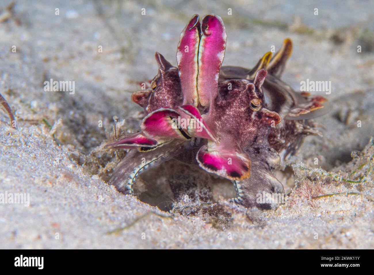 Belle seiche changeant la texture de sa peau pour camoufler sur le récif de corail Banque D'Images