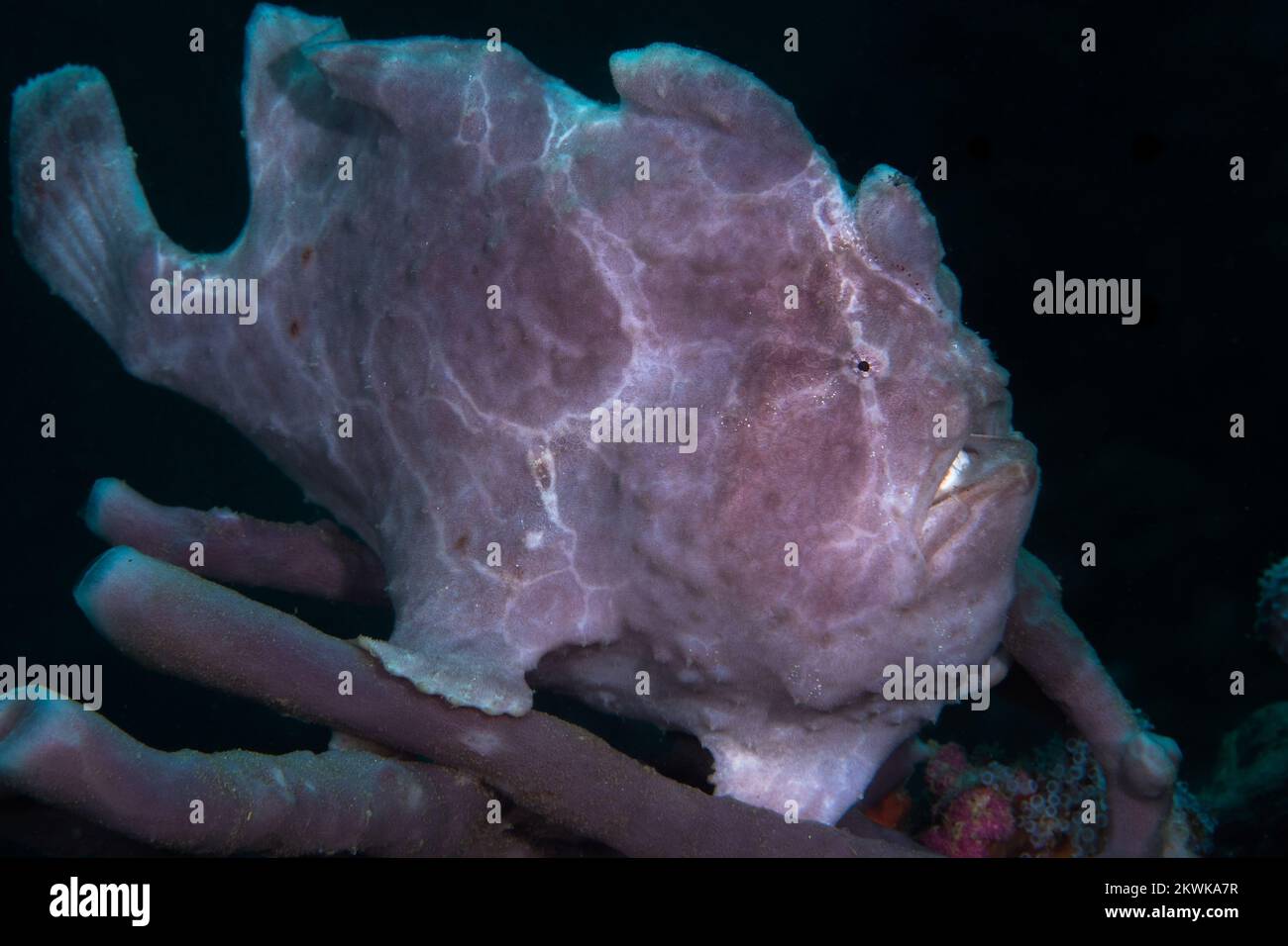 Grenouille géante sur le récif de corail à Bornéo - Antennarius commerson Banque D'Images
