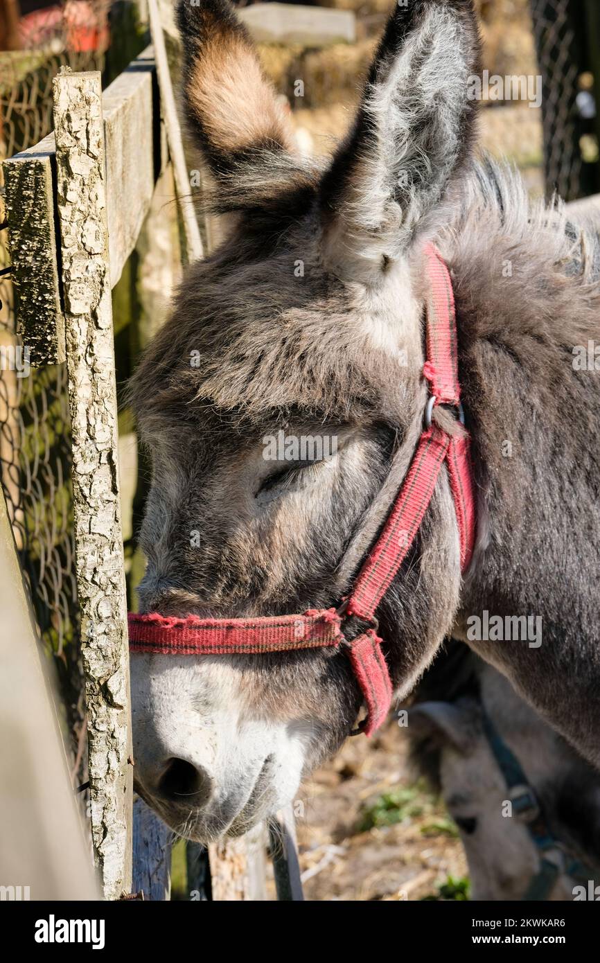 Poney avec les yeux fermés. Âne dans la campagne Banque D'Images