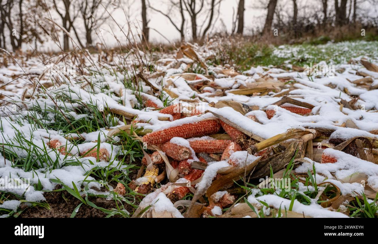 Maïs dans le champ parmi la première neige. Banque D'Images