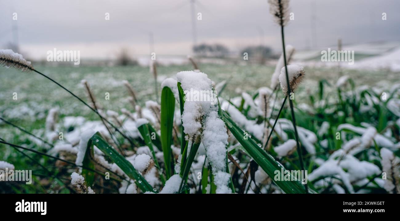 Neige sur les feuilles vertes dans un champ rural. Banque D'Images