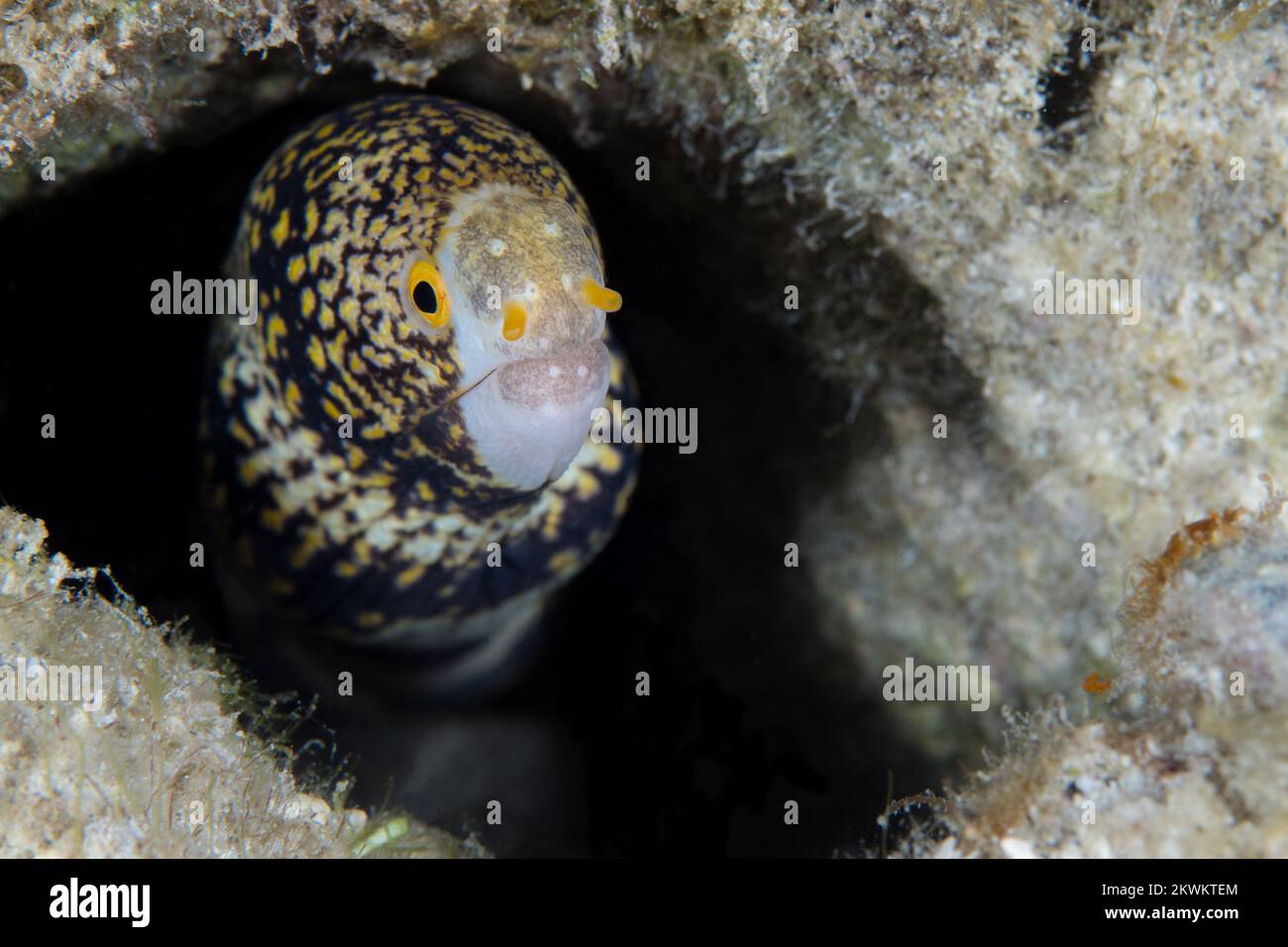 Flocon de neige moray anguille sur le récif de corail dans l'Indo-Pacifique - Echidna nebulosa Banque D'Images