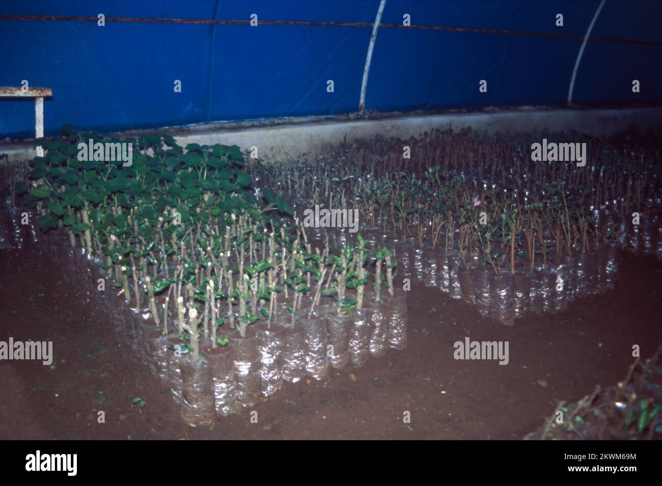 serre, également appelée serre, bâtiment conçu pour la protection des plantes tendres ou hors saison contre le froid ou la chaleur excessive. Au milieu du 19e siècle, la serre était passée d'un simple refuge d'un climat hostile à un environnement contrôlé, adapté aux besoins de plantes particulières. Une énorme augmentation de la disponibilité des plantes exotiques. Les grandes serres sont importantes dans l'agriculture et l'horticulture et pour la science botanique, tandis que les structures plus petites sont couramment utilisées par les amateurs et les collectionneurs. Inde Banque D'Images