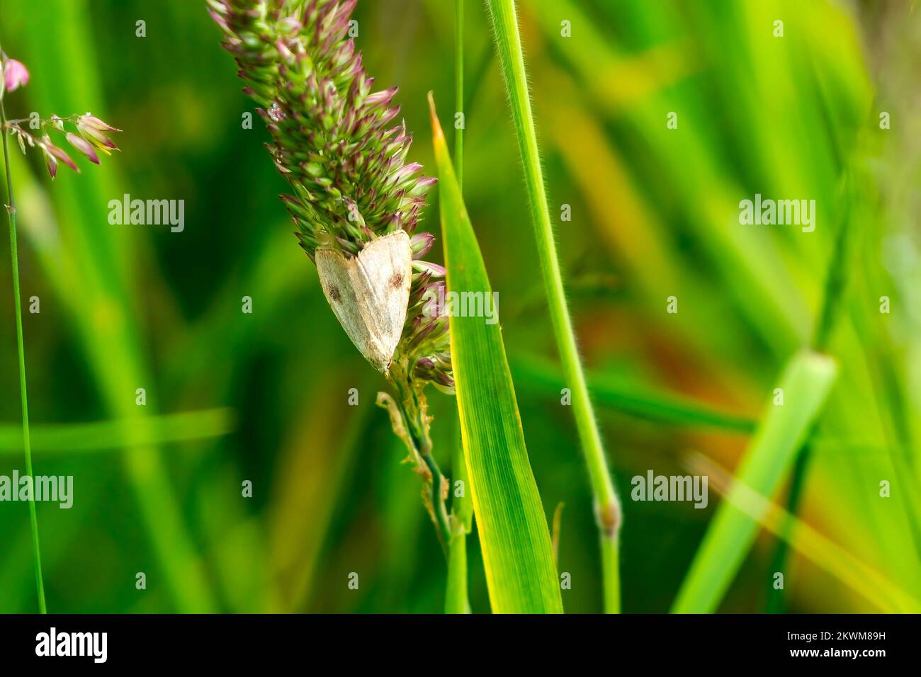 La pyrale à pois de paille (Rifula sericealis) de la famille des Noctuidae repose sur une plante herbeuse qui est un petit insecte nocturne blanc et brun volant au printemps an Banque D'Images