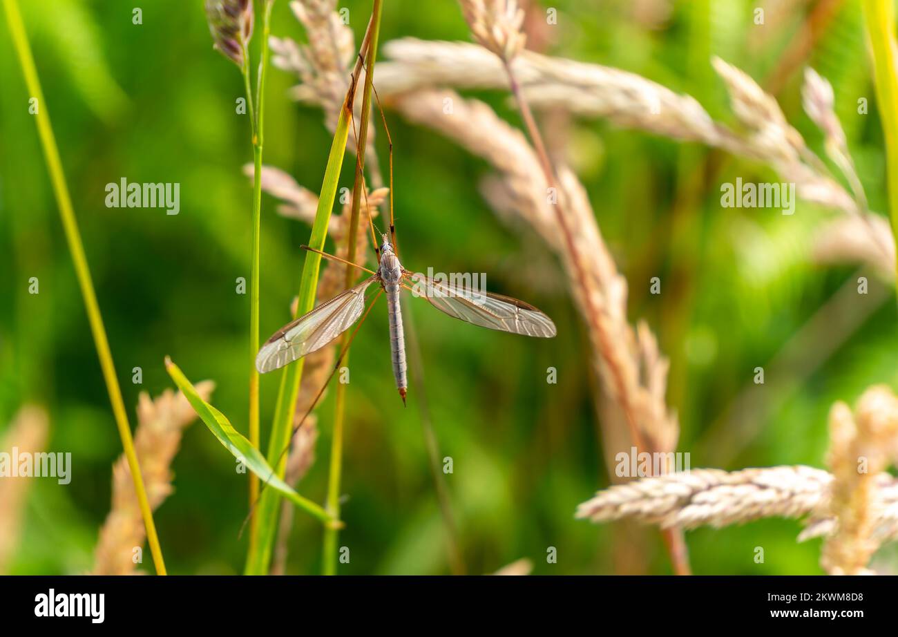 Mouche de la grue du marais (Tipula oleracea) de la famille des Tipulidae insecte volant brun européen trouvé dans les prairies humides au printemps et en été, photo de stock Banque D'Images
