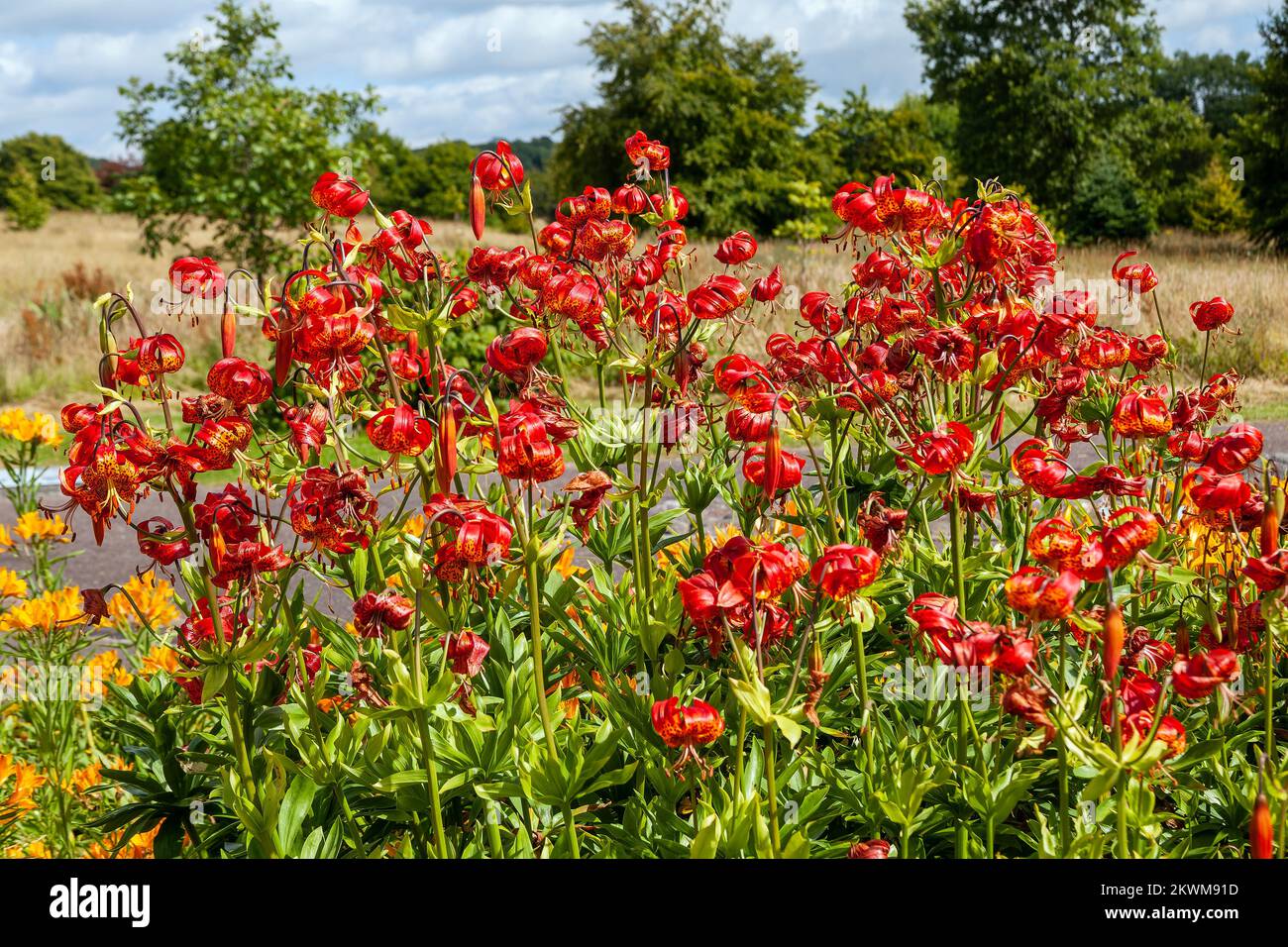 Lilium pardalinum 'giganteum' plante bulbeuse florale d'automne d'été avec une fleur rouge orange tachetée d'été communément connue sous le nom de géant rouge Or Banque D'Images