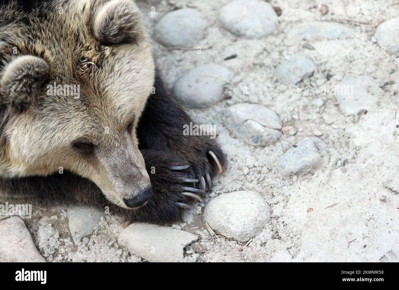 11.10.2012., Skopje, Macédoine - LE ZOO de Skopje a été fondé en 1926 par une commission de trois membres dirigée par Stanko Karaman. Lorsqu'il a ouvert, le zoo ne couvrait que 4 hectares et n'a exposé que quelques animaux qu'il avait reçus comme cadeaux. Avec une décision du conseil municipal de Skopje en 1965, et la nouvelle ville de zonage en 1966, le zoo a été élargi à sa taille actuelle.le zoo de Skopje est un zoo de 12 hectares dans le parc de Gradski. Il abrite environ 300 animaux représentant 56 espèces photo: Sanjin Strukic/PIXSELL Banque D'Images