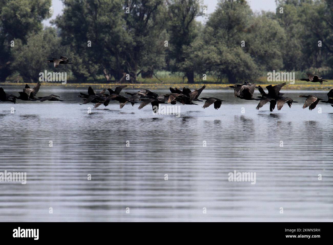 Croatie en tant que 28th Etat membre de l'UE - Parc naturel le Parc naturel de Kopacki rit Kopaèki Rit est une zone inondée dans le nord-est de la Croatie, au confluent des fleuves Drava et Danube. RIT Boots est l'une des plus grandes plaines alluviales d'Europe. Avec des zones périodiquement inondées - le soi-disant. étangs et dépressions où l'eau coule - canaux et naturels, il y a plusieurs lacs qui ne sèchent jamais. Le lac le plus grand est le lac Kopacko et le lac le plus profond Sakadasko. En raison de sa préservation en tant qu'écosystèmes rares de ritskog, de sa grande biodiversité et de sa valeur scientifique et écologique exceptionnelle, Kopaèki rit en 1967. Le Banque D'Images