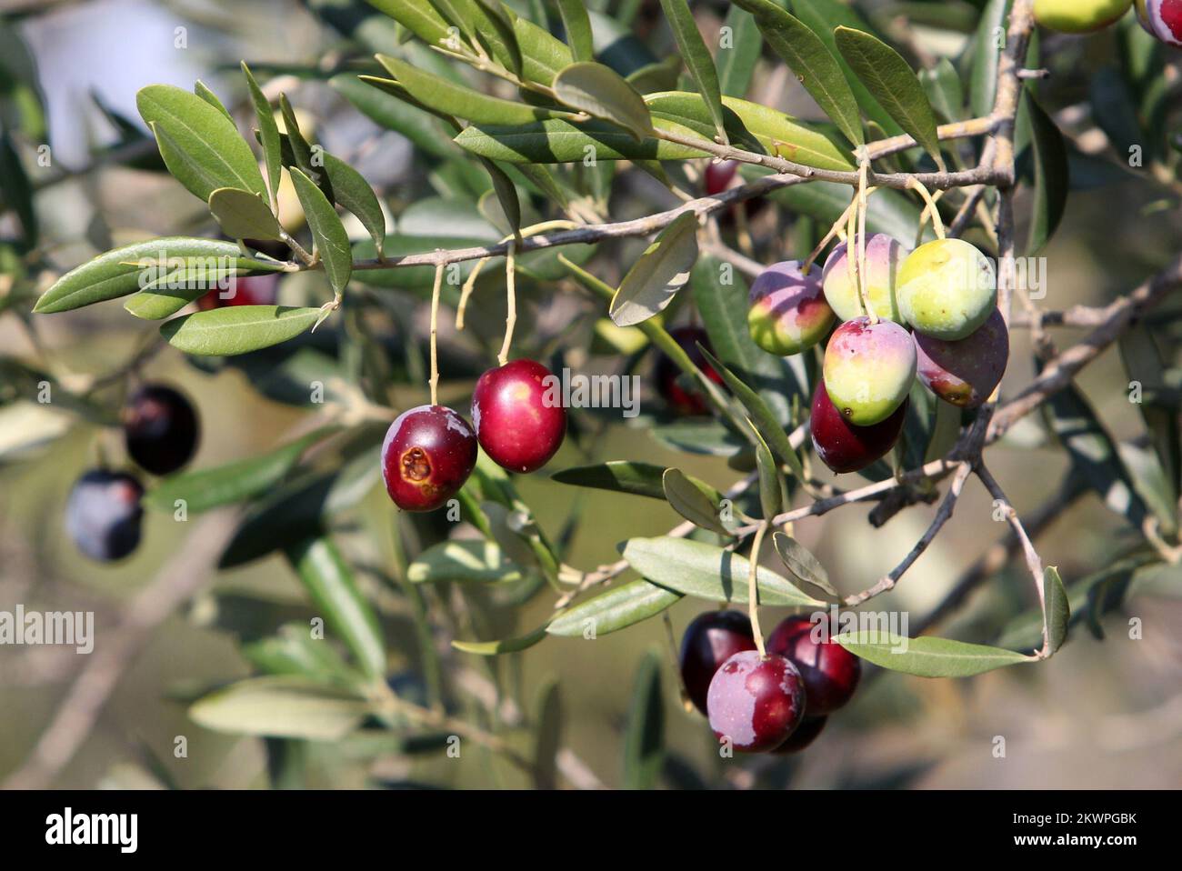 16.11.2013., Razanj, Croatie - à la fin de la maturation des olives obtient une couleur rougeâtre ou noire. Les personnes âgées avaient l'habitude de cueillir des olives en décembre ou janvier parce que l'olive faite de ces olives était plus savoureuse et meilleure. La récolte d'olives a rassemblé la famille Radic de trois générations. Antonio Radic, propriétaire du restaurant Antonio (à Rogoznica), est connu pour son huile d'olive maison authentique. Photo: Dusko Jaramaz/PIXSELL Banque D'Images