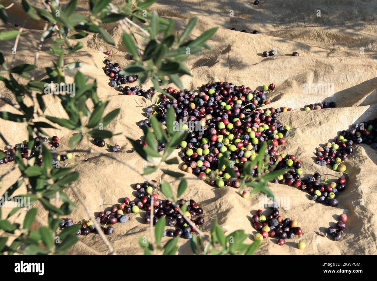 16.11.2013., Razanj, Croatie - à la fin de la maturation des olives obtient une couleur rougeâtre ou noire. Les personnes âgées avaient l'habitude de cueillir des olives en décembre ou janvier parce que l'olive faite de ces olives était plus savoureuse et meilleure. La récolte d'olives a rassemblé la famille Radic de trois générations. Antonio Radic, propriétaire du restaurant Antonio (à Rogoznica), est connu pour son huile d'olive maison authentique. Photo: Dusko Jaramaz/PIXSELL Banque D'Images