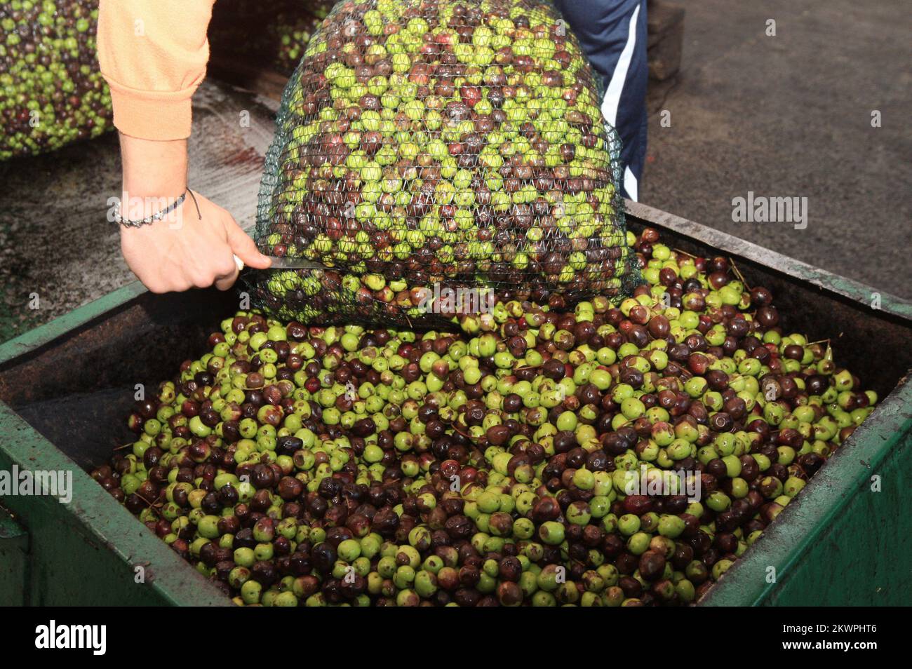 20.11.2013., Bratski Dolac, Croatie - Affichage des anciennes façons de faire de l'huile d'olive avec un minimum d'utilisation des nouvelles technologies. Ainsi, le pétrole produit est plus épais et l'obtient en moins d'un pourcentage de la nouvelle production, mais beaucoup soutiennent qu'il est plus savoureux et meilleur. Un bon nombre de restaurants privés bien connus utilisent le produit de pétrole à l'ancienne. Photo: Dusko Jaramaz/PIXSELL Banque D'Images