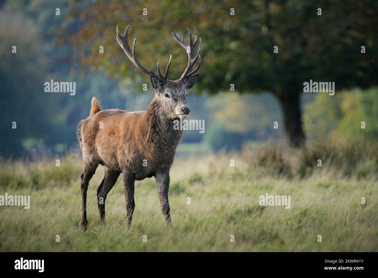 Red Deer Stag dans la campagne britannique en automne Banque D'Images
