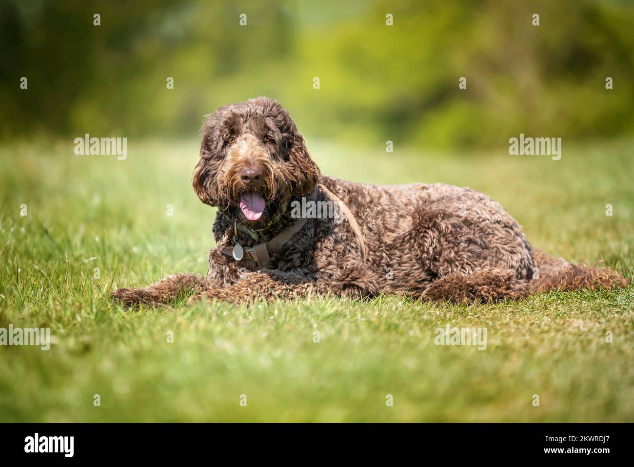 Big Giant Brown Labradoodle poser dans un champ regardant vers la caméra avec un visage heureux Banque D'Images