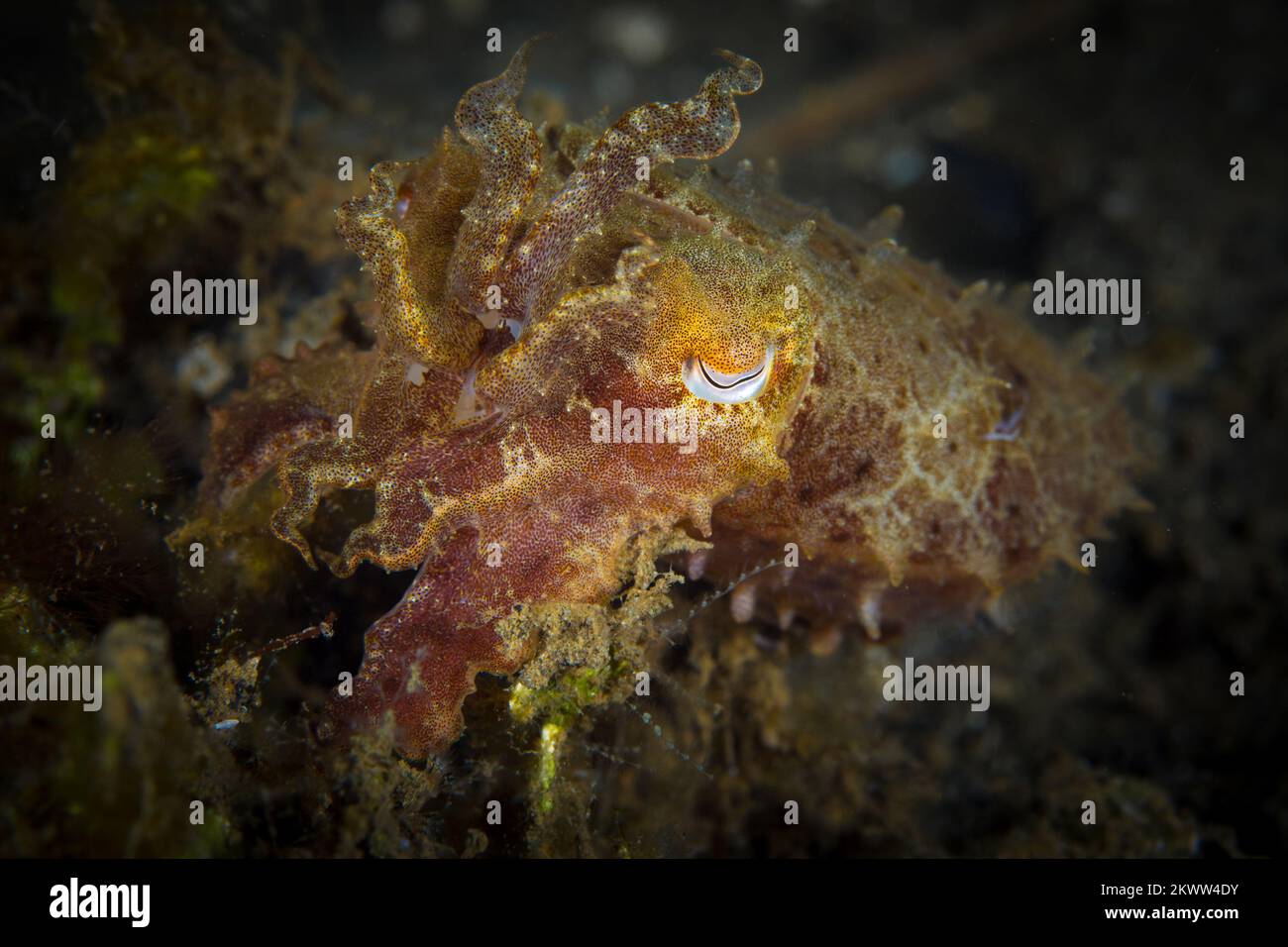 Belle seiche changeant la texture de sa peau pour camoufler sur le récif de corail Banque D'Images