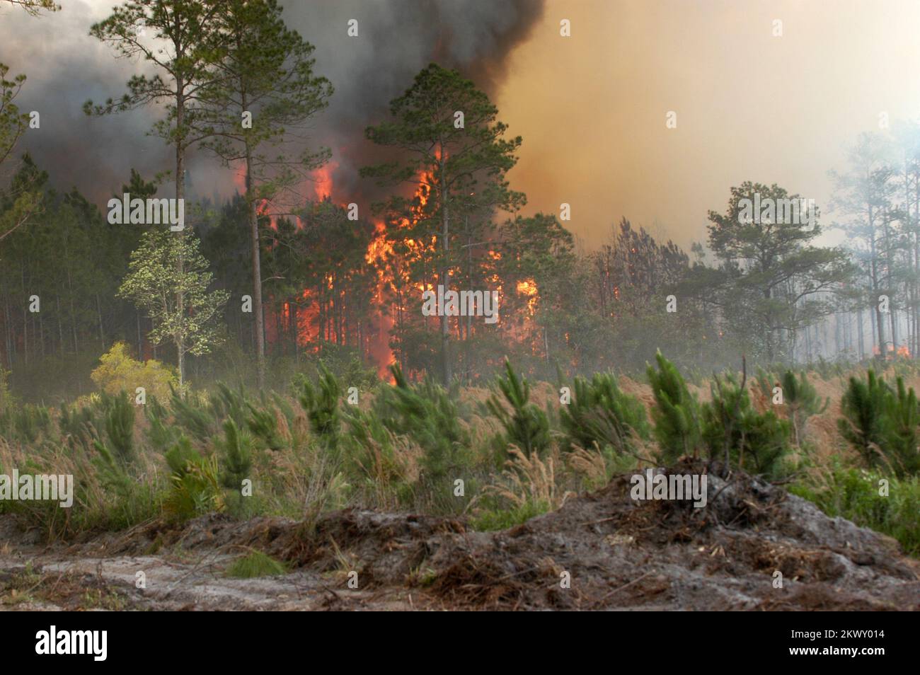 Lake City, FL, 15 mai 2007 le feu Bugaboo de Floride fait toujours rage hors de contrôle dans certains endroits. États-Unis Ministère de la sécurité intérieure┬Æs l'Agence fédérale de gestion des urgences (FEMA) a autorisé 5 subventions d'aide à la gestion des incendies entre 27 mars et 10 mai 2007, pour aider la Floride à combattre les incendies dans 16 comtés. Mark Wolfe/FEMA... Photographies relatives aux programmes, aux activités et aux fonctionnaires de gestion des catastrophes et des situations d'urgence Banque D'Images
