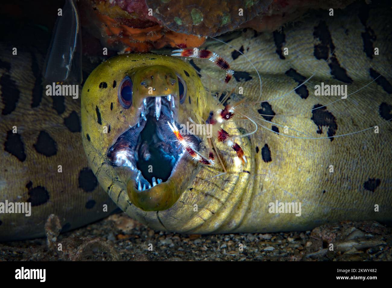 Repérez l'anguille moray face à ses dents sur le récif de coarl Banque D'Images