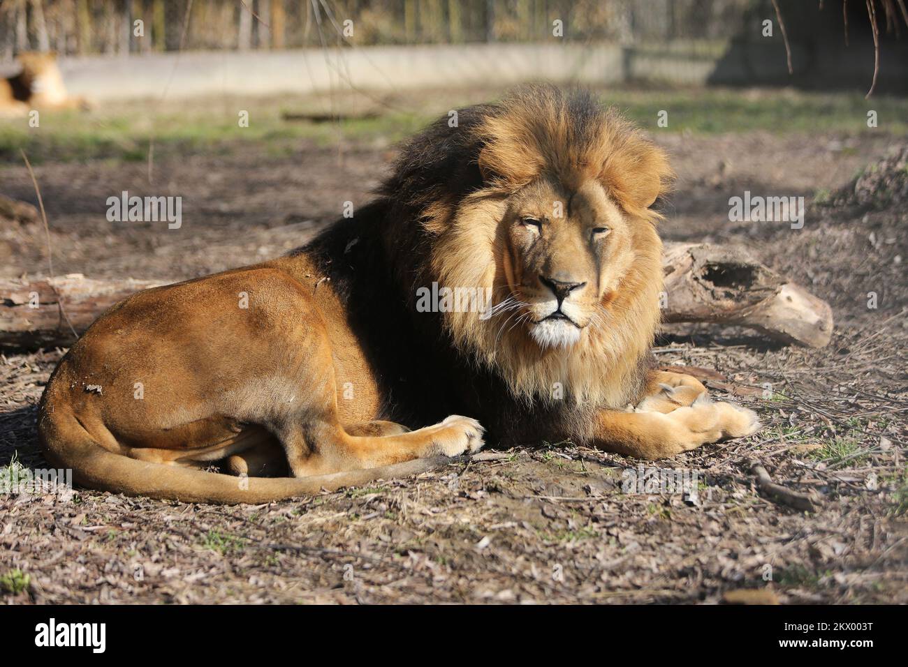 15.02.2017., Osijek, Croatie - animaux de zoo en hiver. Lion. Photo: Marko Mrkonjic/PIXSELL Banque D'Images